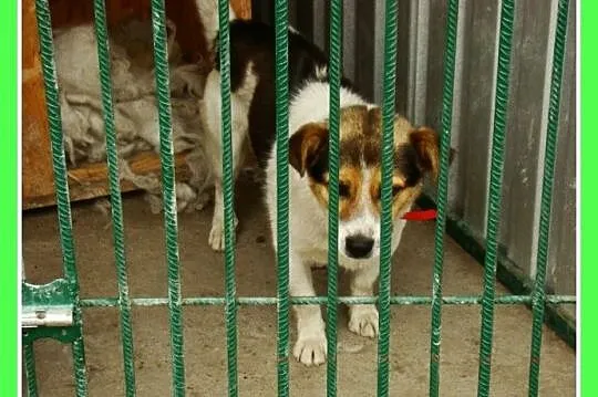 Mały 8 kg psiak GUMIŚ,średnio aktywny,wesoły,towarzyski_Adopcja_
