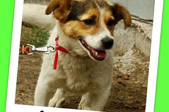 Mały 8 kg psiak GUMIŚ,średnio aktywny,wesoły,towar