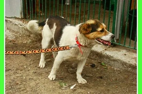 Mały 8 kg psiak GUMIŚ,średnio aktywny,wesoły,towar