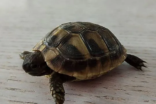 Żółw grecki, Śląskie, Dąbrowa Górnicza