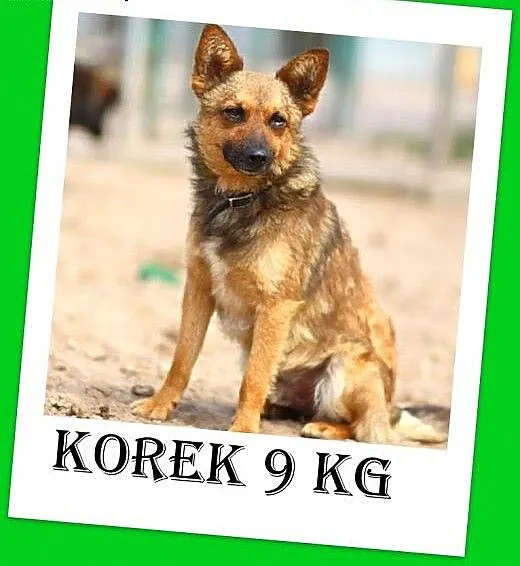 9kg,łagodny,wesoły,przyjazny,szczepiony piesek KOR