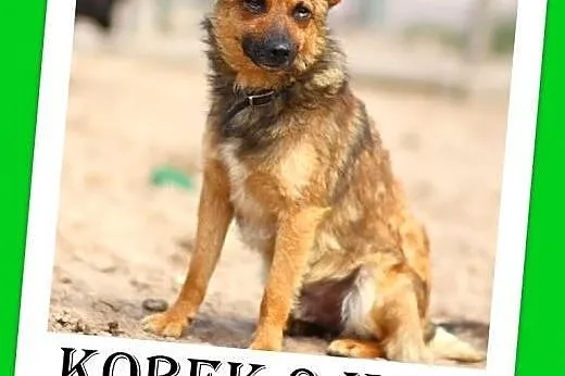 9kg,łagodny,wesoły,przyjazny,szczepiony piesek KOR