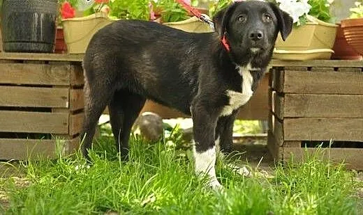 Spokojna i wrażliwa Gaja marzy o domu. Adopcja, w