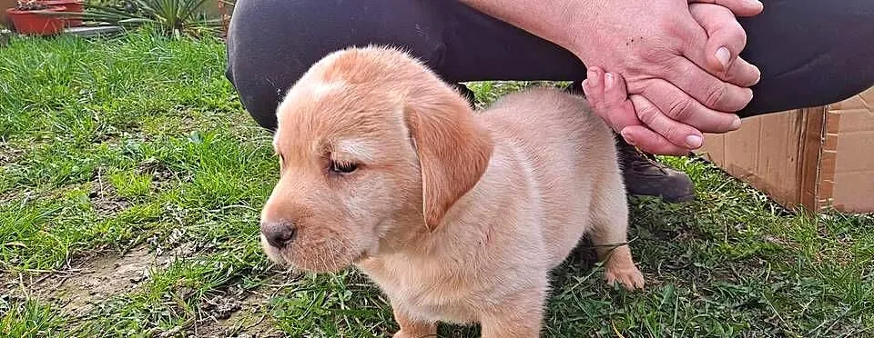 Labrador Retriever, Kujawsko-pomorskie, Macikowo