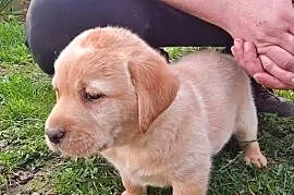 Labrador Retriever