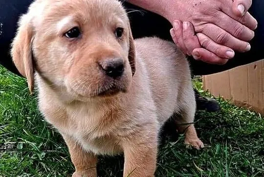 Labrador Retriever, Kujawsko-pomorskie, Macikowo
