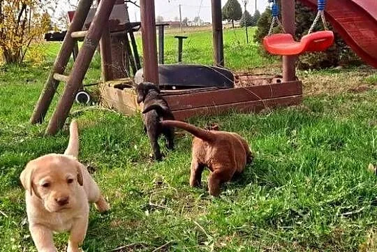 Labrador Retriever, Kujawsko-pomorskie, Macikowo