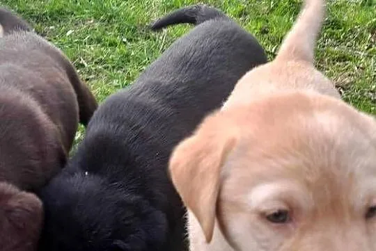 Labrador Retriever, Kujawsko-pomorskie, Macikowo