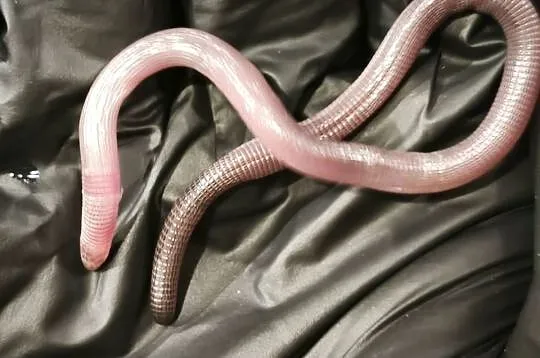 blanus sp. (blind snake), slepucha – młody osobnik, Benin