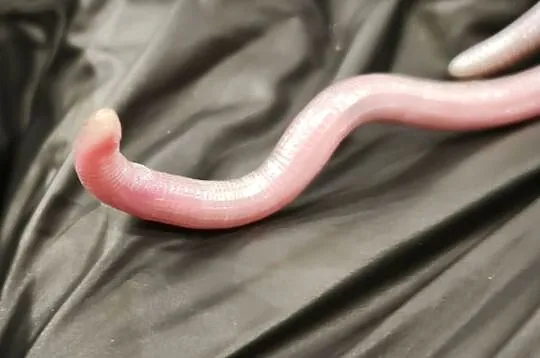 blanus sp. (blind snake), slepucha – młody osobnik, Benin, Dolnośląskie, Wałbrzych