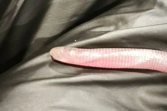 blanus sp. (blind snake), slepucha – młody osobnik, Benin, Dolnośląskie, Wałbrzych