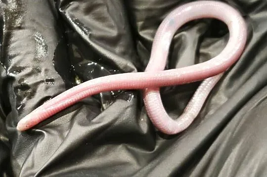 blanus sp. (blind snake), slepucha – młody osobnik, Benin, Dolnośląskie, Wałbrzych