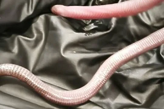 blanus sp. (blind snake), slepucha – młody osobnik, Benin, Dolnośląskie, Wałbrzych