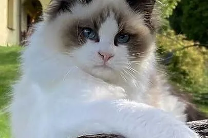 5 miesięczny kocurek kastrat ragdoll FPL  PROMOCJA
