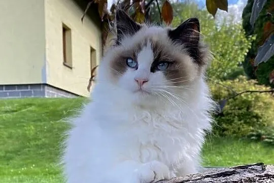 5 miesięczny kocurek kastrat ragdoll FPL  PROMOCJA, Mazowieckie, Warszawa