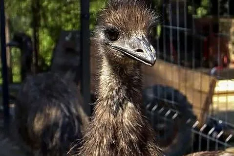 Emu- samiec  wiosna 2024