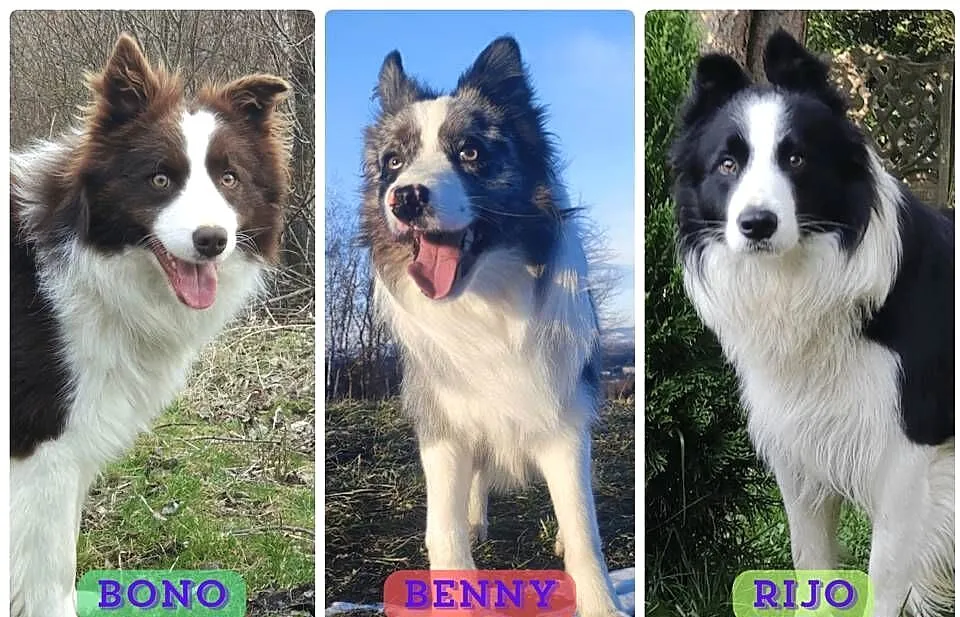 Reproduktor - Krycie - Border Collie, Podkarpackie, Iwonicz