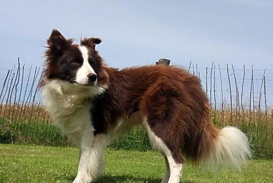 Reproduktor - Krycie - Border Collie, Podkarpackie, Iwonicz