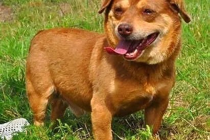 MIĘTUS - świetny, wesoły mały psiak do adopcji,  m