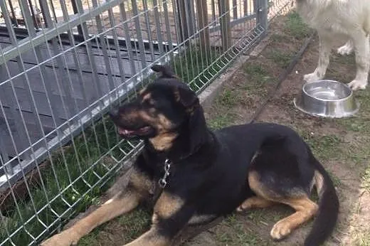 Młodzutka i grzeczna sunie w typie owczarka niemie