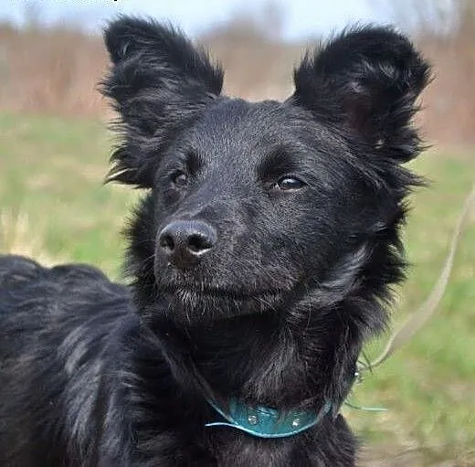 Angela szuka domu, śląskie Ruda Śląska
