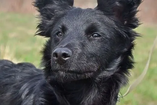 angela szuka domu, śląskie Ruda Śląska