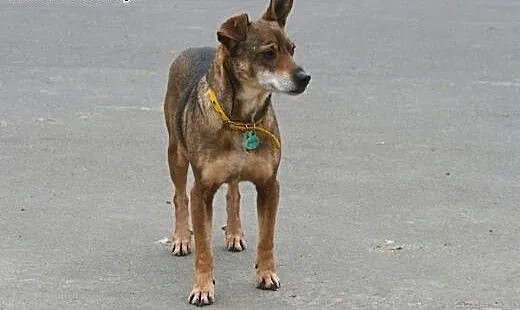 Spokojny psiak Szagi szuka domu, wielkopolskie Po