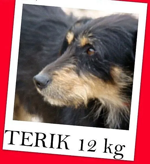 11 kg,rodzinny,łagodny,przyjazny,wesoły piesek TER