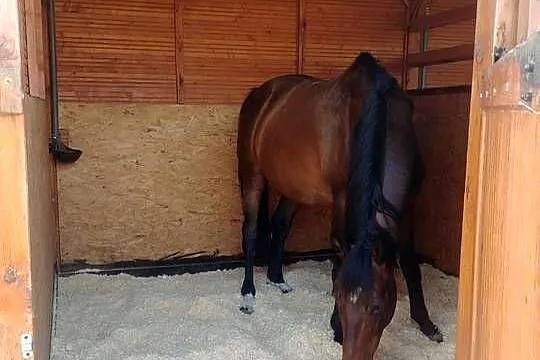 Ściółka dla koni, zwierząt, trociny, wióry odpylone, paleta 21 opk./ 420kg, Podlaskie, Białystok