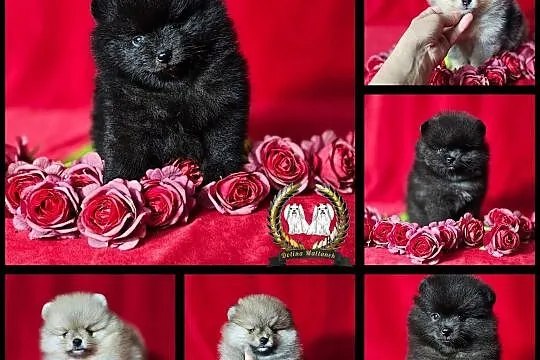 Szpic miniaturowy pomeranian , Młodawin Dolny