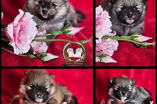 Szpic miniaturowy pomeranian , Młodawin Dolny