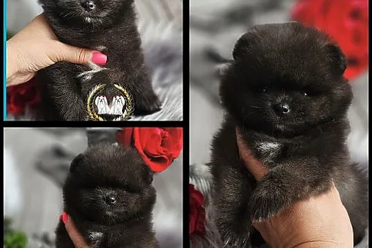 Szpic miniaturowy pomeranian , Młodawin Dolny