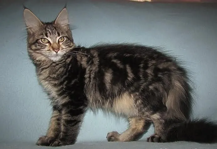 MAINE COON - koteczka POLINA XXL - rodowód FPL/FIF