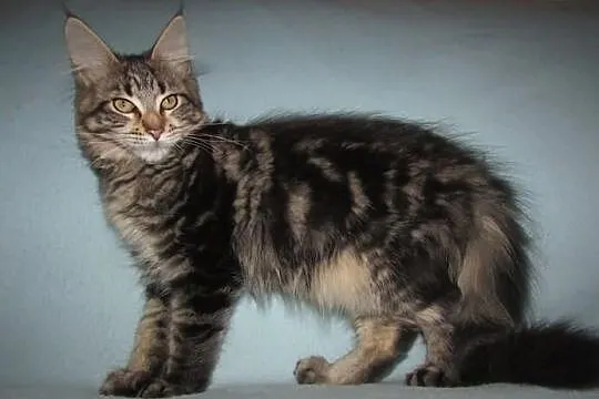 MAINE COON - koteczka POLINA XXL - rodowód FPL/FIF