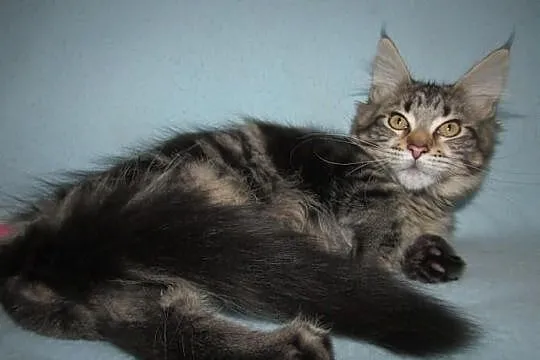 MAINE COON - koteczka POLINA XXL - rodowód FPL/FIF