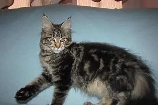 MAINE COON - koteczka POLINA XXL - rodowód FPL/FIF