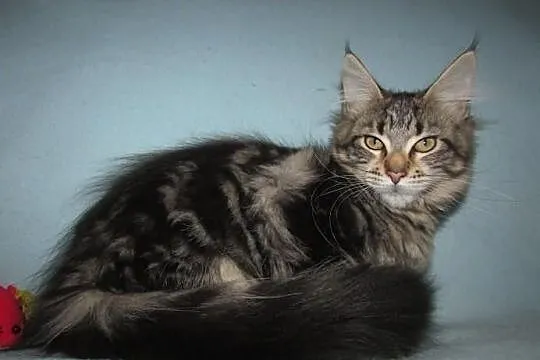 MAINE COON - koteczka POLINA XXL - rodowód FPL/FIF