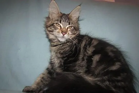 MAINE COON - koteczka POLINA XXL - rodowód FPL/FIF