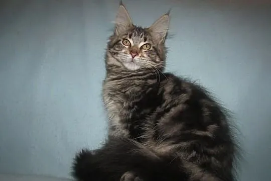 MAINE COON - koteczka POLINA XXL - rodowód FPL/FIF