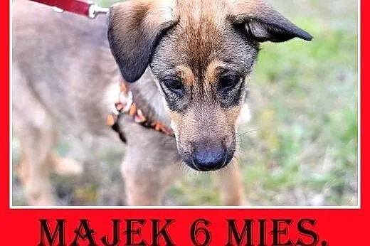 6 mies. szczeniak,piesek MAJEK,docelowo duży,szczepiony,  śląskie Katowice