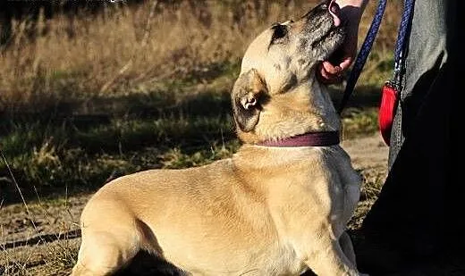FIONA - kochana psina szuka domowego ciepla, mazo