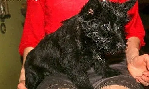 Dixi - czarna, kudłata 3-miesięczna mordka do poko