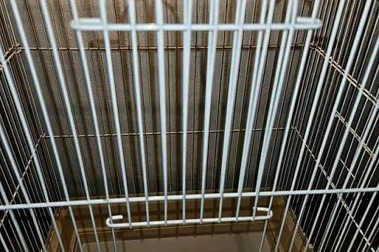 klatka dla ptaków duża kanarki zeberki, Wielkopolskie, Kalisz