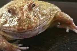 Żaba rogata