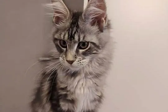 Rozmruczana kotka Maine Coon rodowód FPL