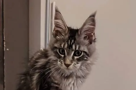 Rozmruczana kotka Maine Coon rodowód FPL, Lubuskie, Bytom Odrzański