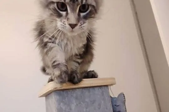 Rozmruczana kotka Maine Coon rodowód FPL, Lubuskie, Bytom Odrzański