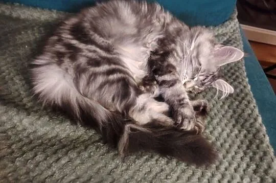 Rozmruczana kotka Maine Coon rodowód FPL, Lubuskie, Bytom Odrzański
