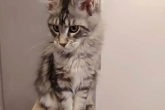 Rozmruczana kotka Maine Coon rodowód FPL, Lubuskie, Bytom Odrzański