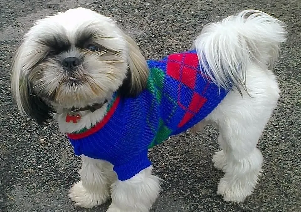 Shih-tzu-reproduktor